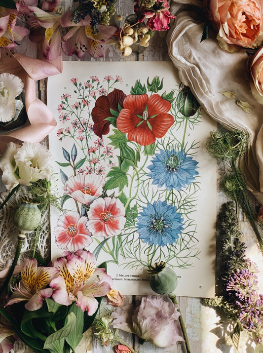 Vintage 1960’s Garden Flower Bookplate ~ nigella sativa