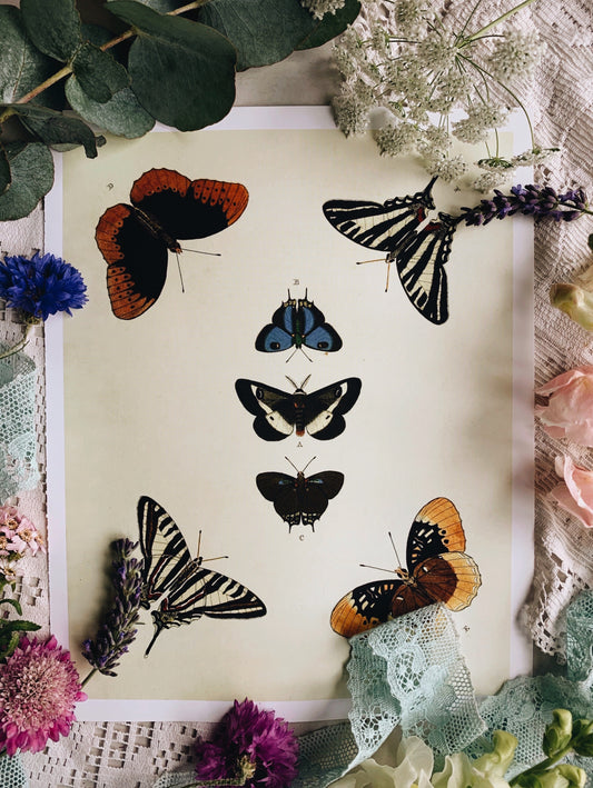 Vintage Style Butterfly Print