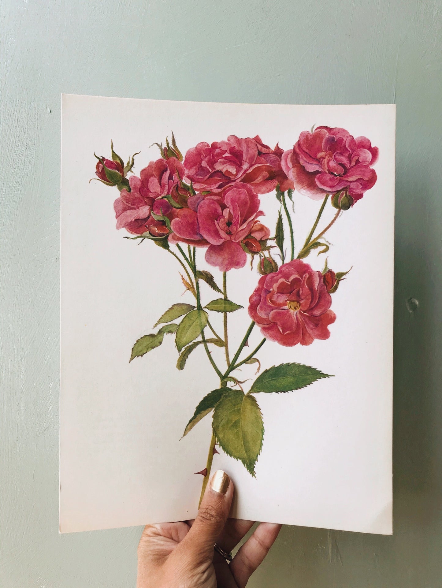 Vintage 1960’s Rose Botanical Print 5