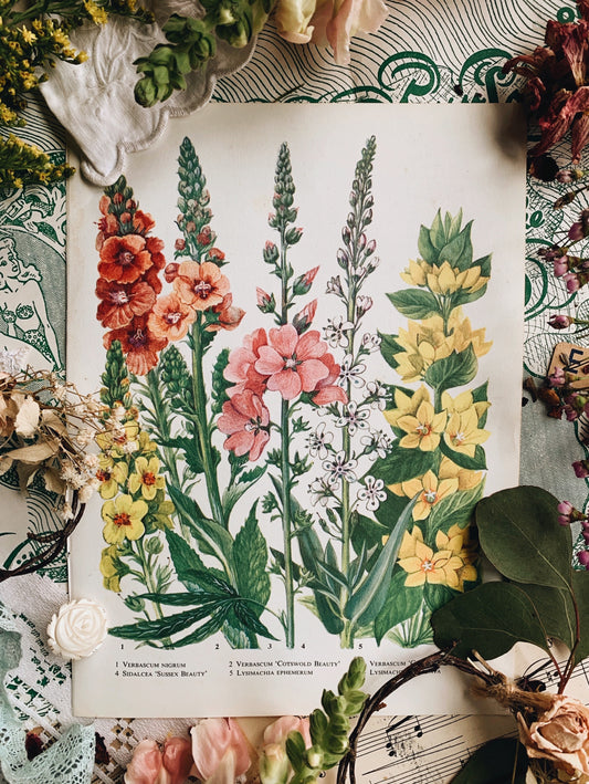 Vintage 1960’s Floral Bookplate ~ Cotswold Beauty
