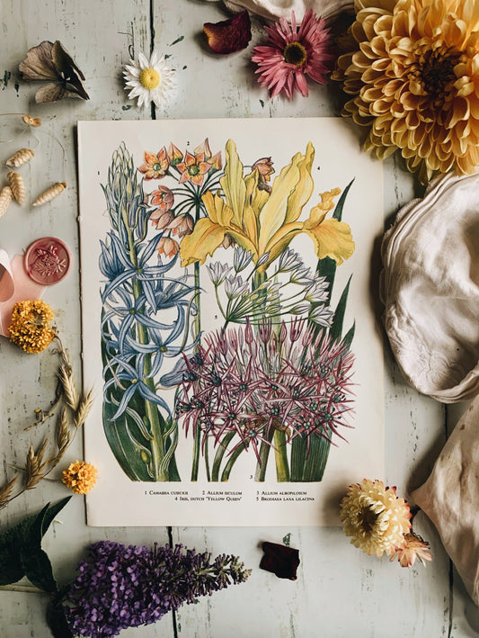 Vintage 1960’s Allium Floral Bookplate