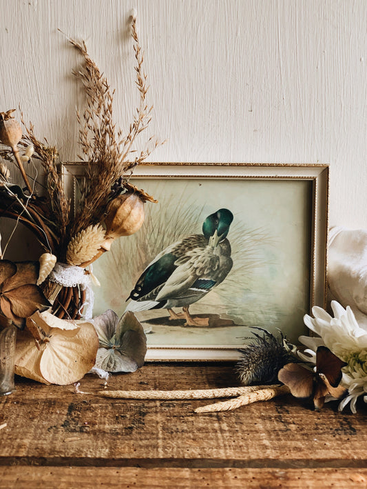 Vintage Duck Print Framed