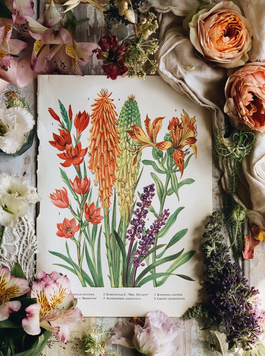 Vintage 1960’s Garden Flower Bookplate ~ Mrs Hegarty