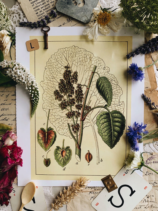 Vintage Style Botanic Print