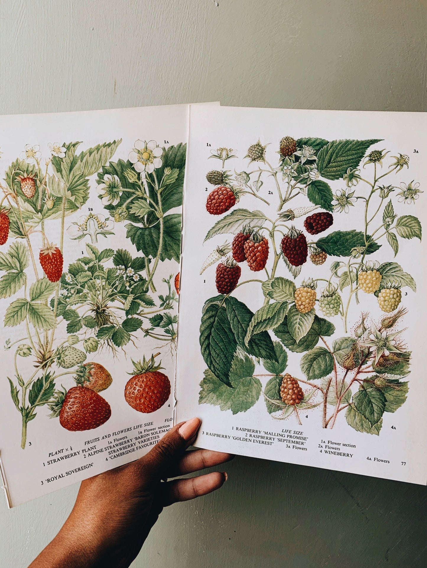 Vintage Summer Strawberry & Raspberry Bookplates