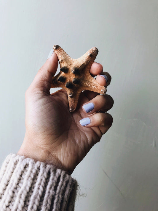 Star Fish - Stone & Sage 