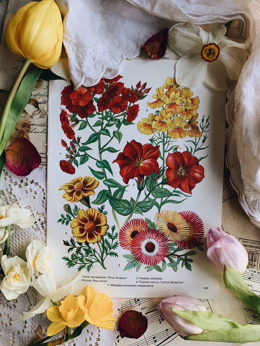 Vintage 1960’s Floral Bookplate ~ vivid scarlet