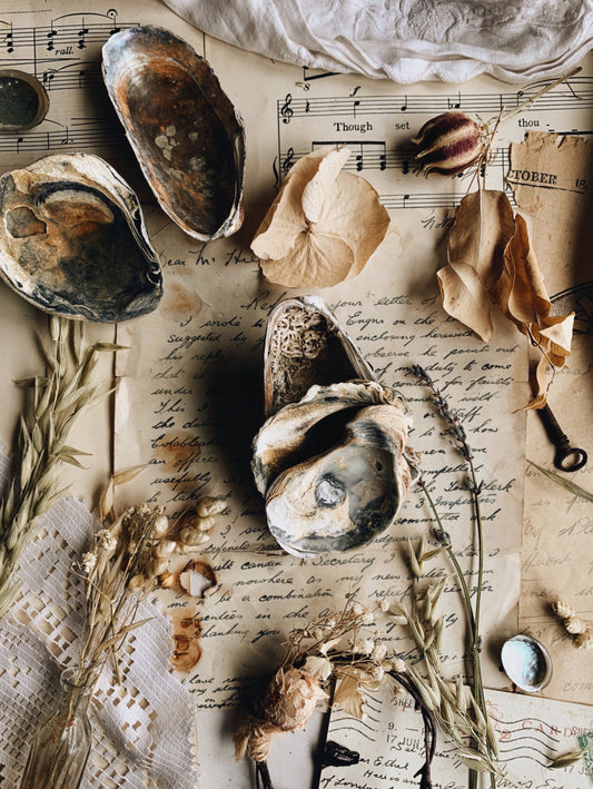 A Set of Five Vintage Shells