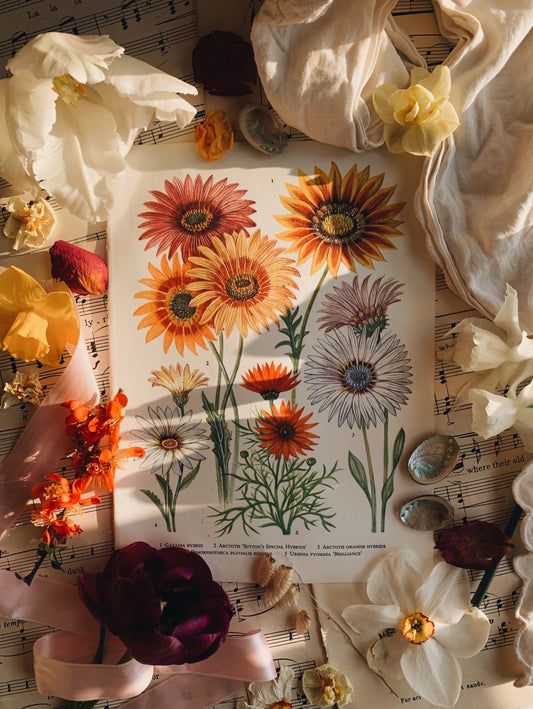 Vintage 1960’s Floral Bookplate ~ gazania
