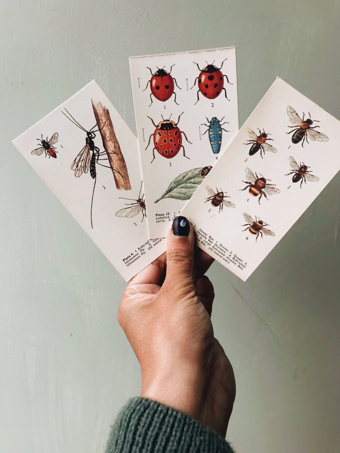 Vintage Observer Fredrick Warne Illustration Insect  Cards - Stone & Sage 