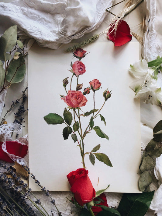 Vintage 1960’s Rose Botanical Print 4