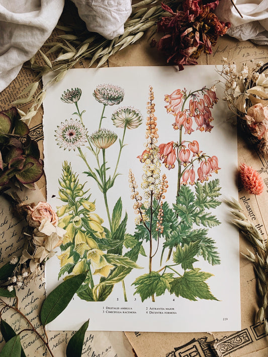 Vintage 1960’s Floral Garden Bookplate ~ Dicentra