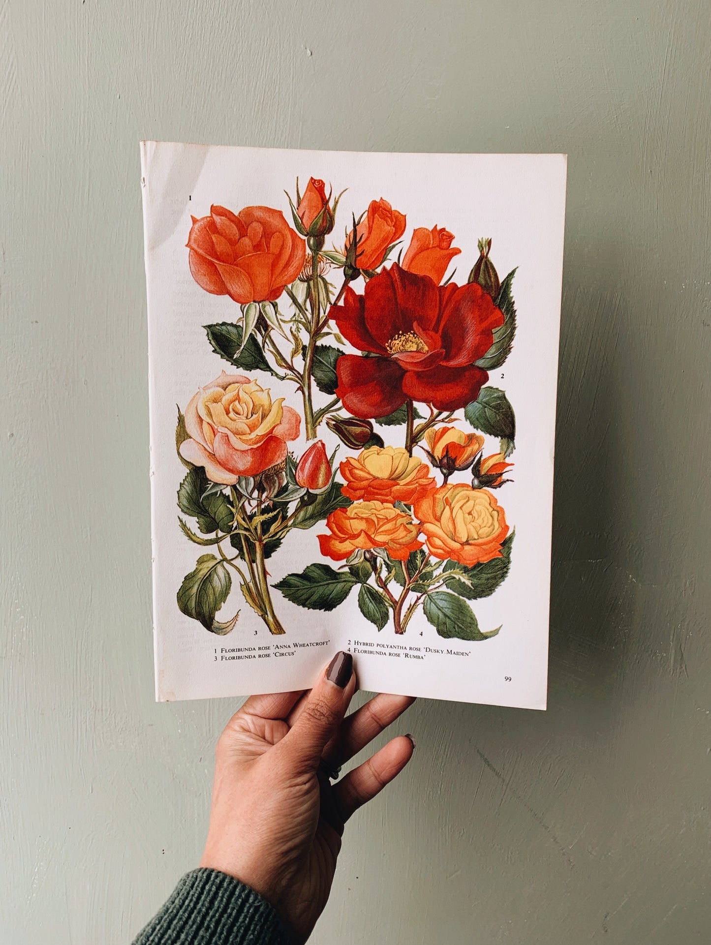 Vintage 1960’s Floral Bookplate ~ Rose