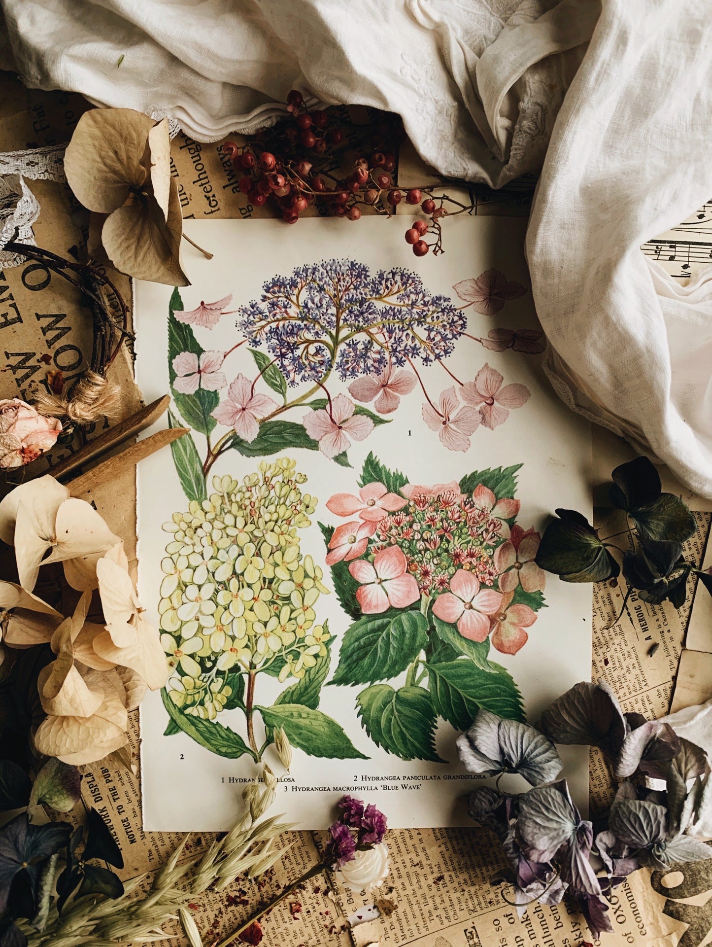 Vintage 1960’s Floral Garden Bookplate ~ hydrangea