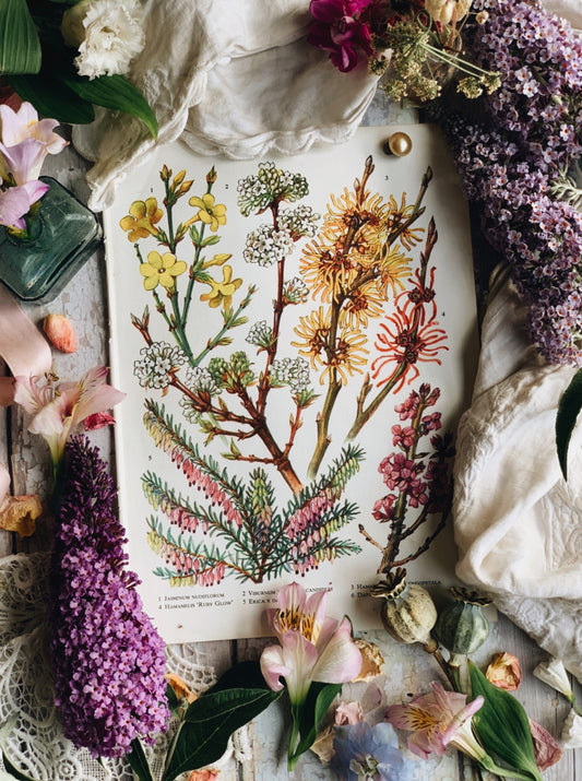Vintage 1960’s Garden Flower Bookplate ~ Aethionema