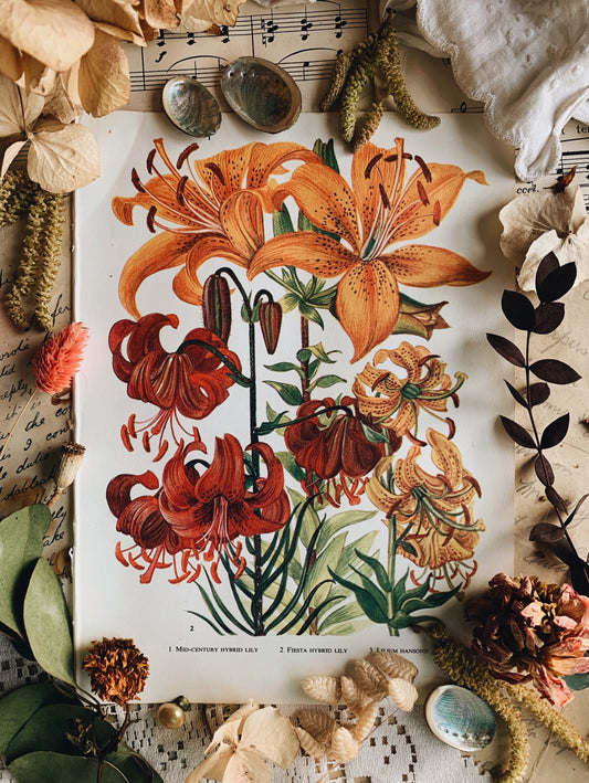 Vintage 1960’s Floral Bookplate ~ Lily