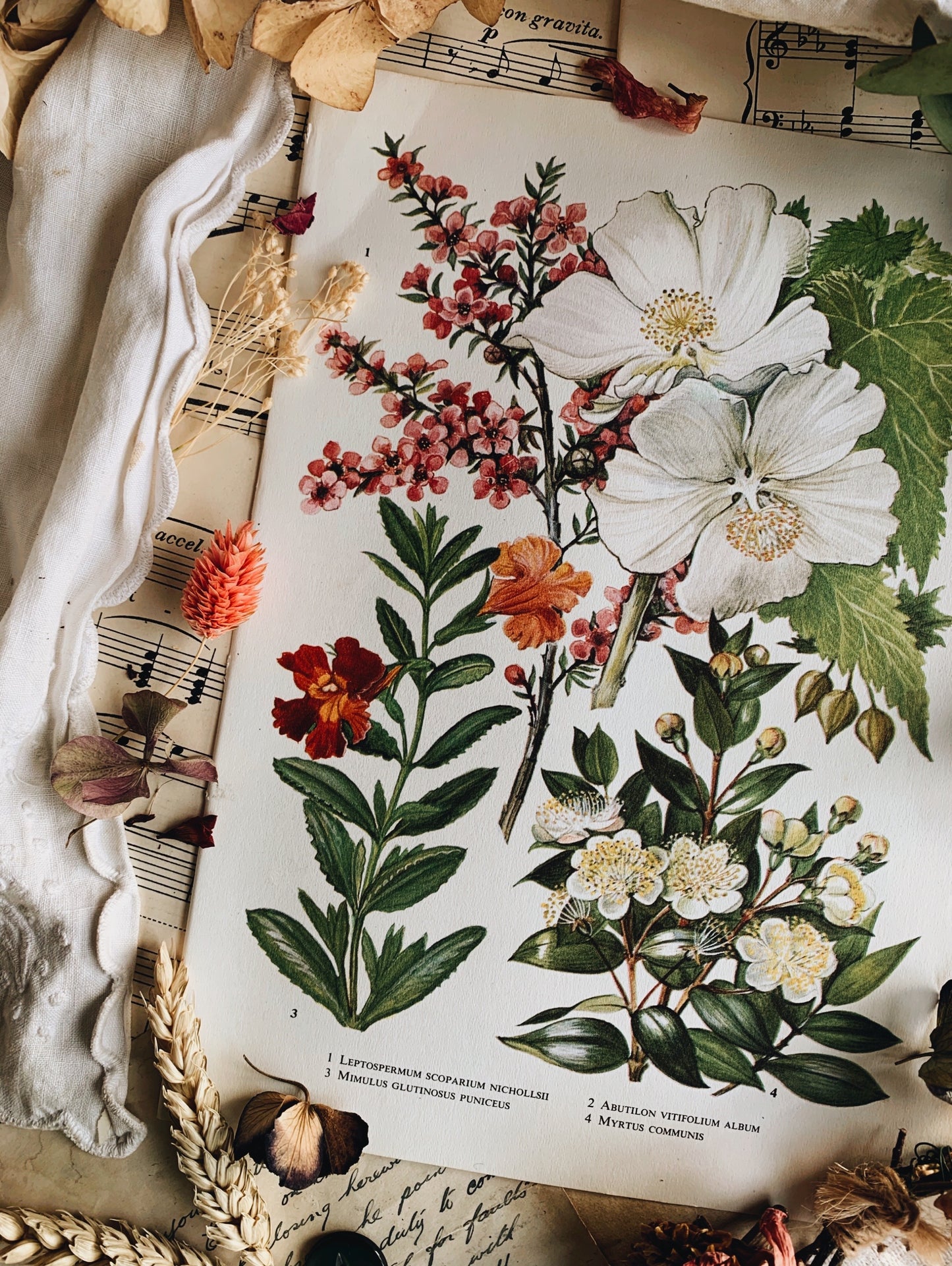 Vintage 1960’s Garden Floral Bookplate ~ abutilon vitifolium