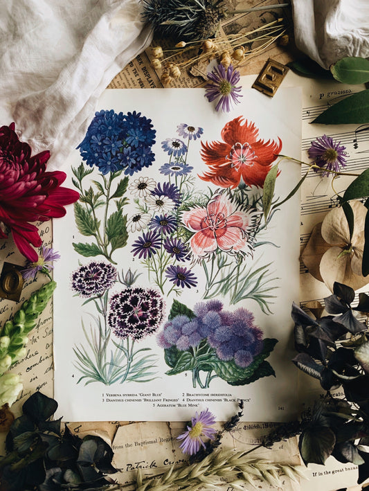 Vintage 1960’s Floral Bookplate ~ Great Blue