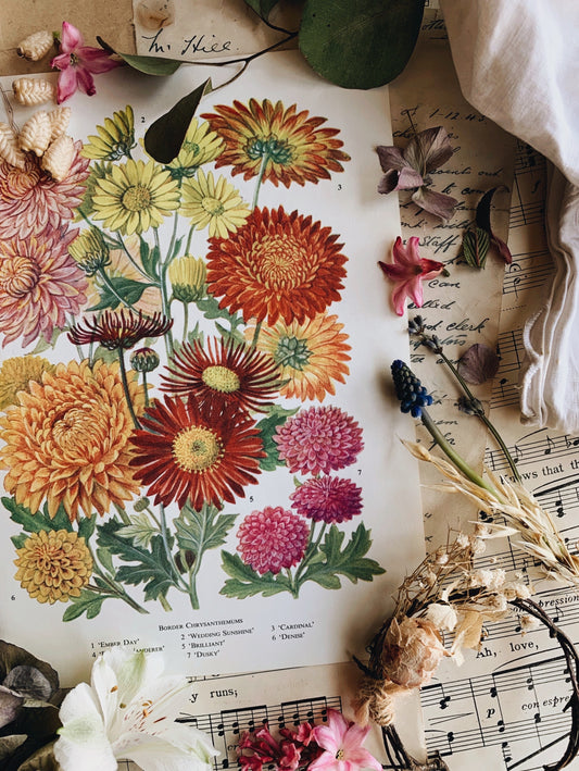Vintage 1960’s Floral Bookplate ~ chrysanthemums