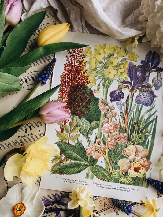 Vintage 1960’s Floral Bookplate ~ Iris