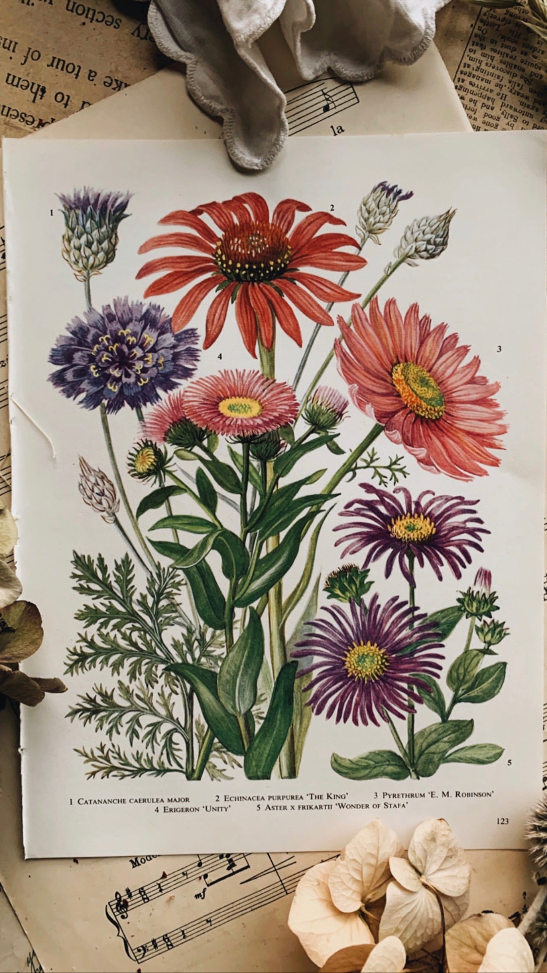 Vintage Floral Bookplates ~ 1960’s Garden Flowers