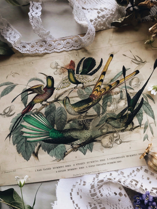 Vintage 18th Century Humming Bird Bookplate - Stone & Sage 