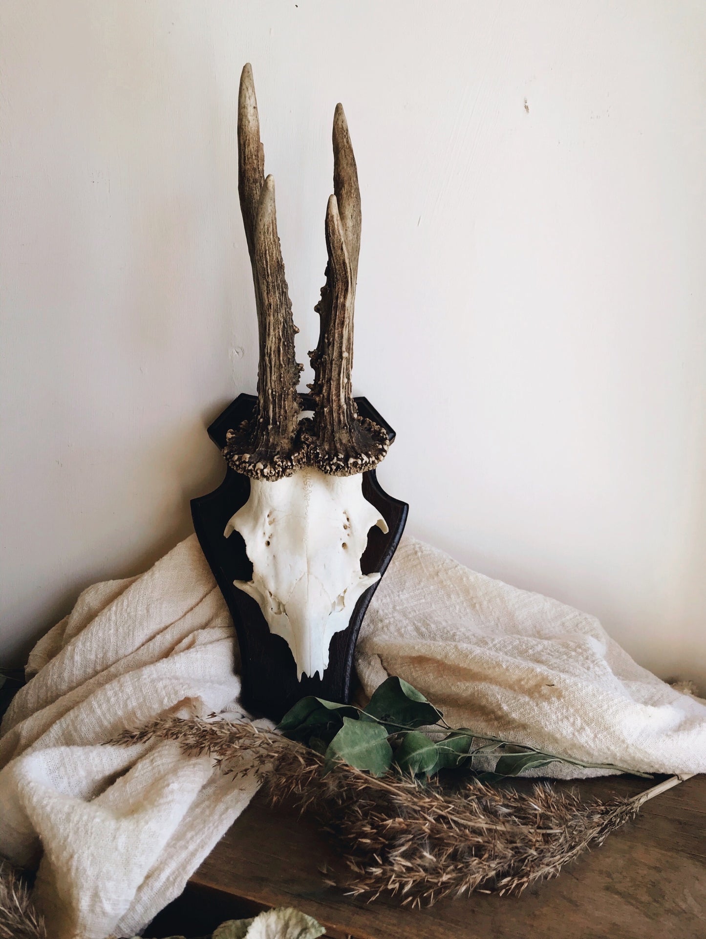 Vintage Taxidermy Roe Deer Buck amounted - Stone & Sage 