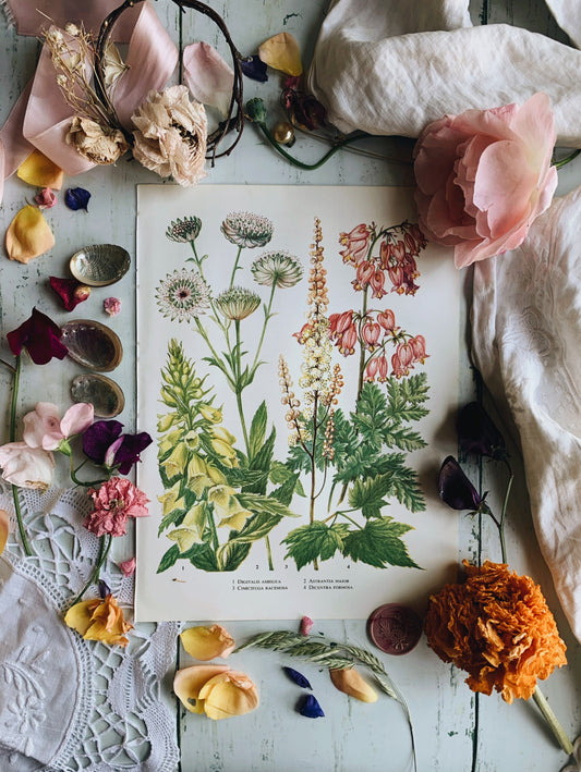 Vintage 1960’s Dicentra Formosa Bookplate