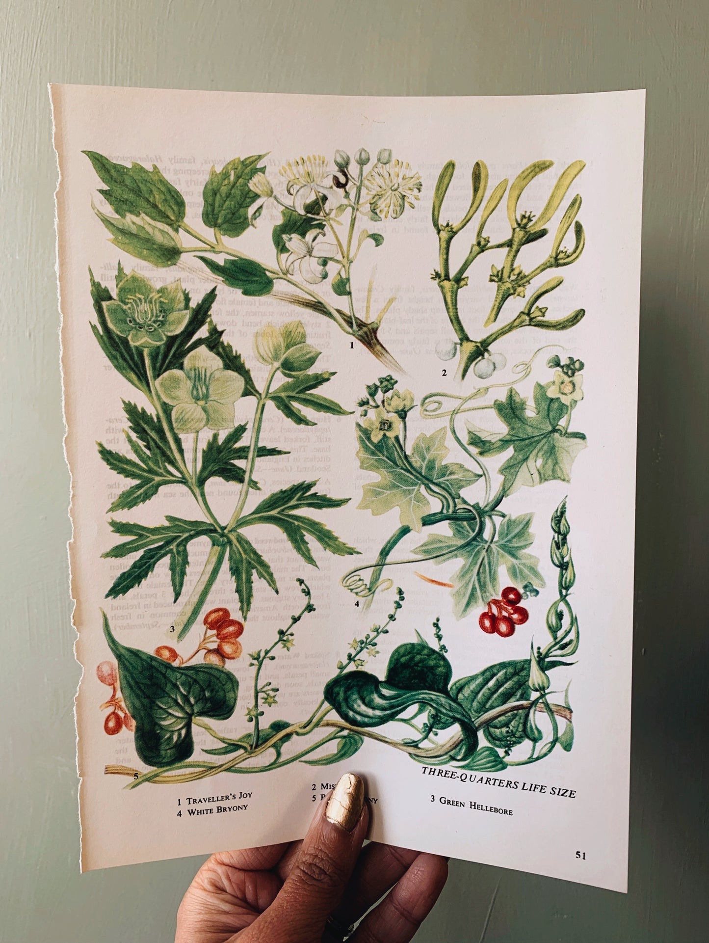 Vintage 1960’s Floral Bookplate ~ Mistletoe