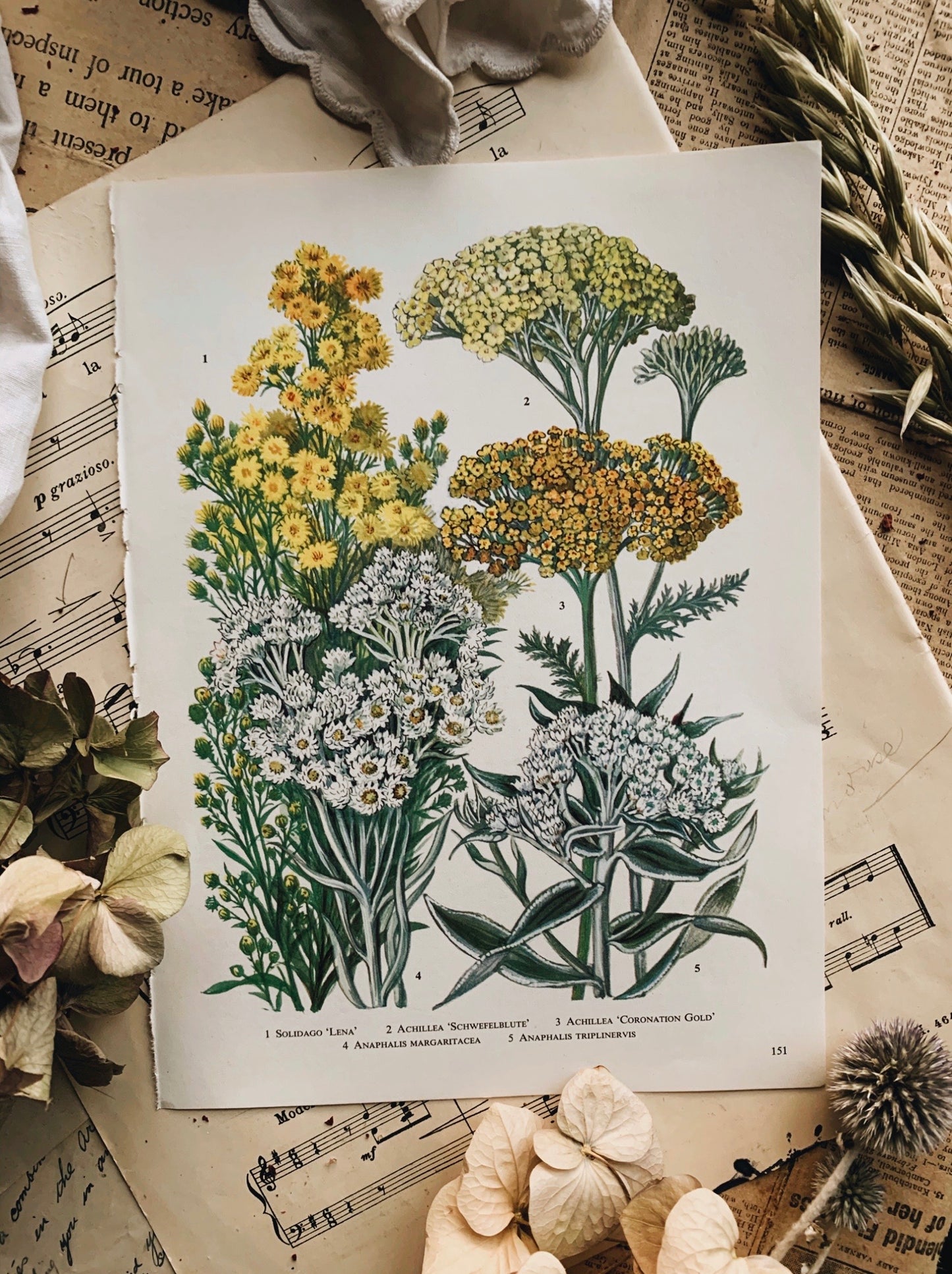 Vintage 1960’s Floral Bookplate ~ Achillea