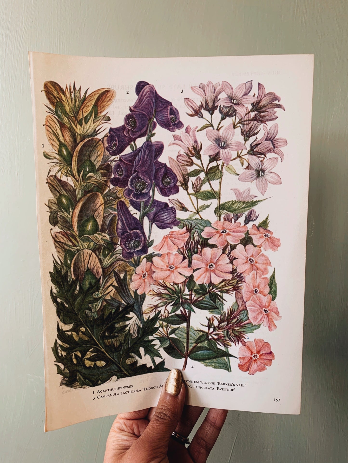 Vintage 1960’s Floral Bookplate ~ campanula lactiflora