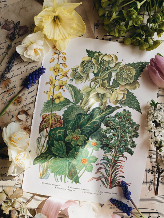 Vintage 1960’s Floral Bookplate ~ helleborus