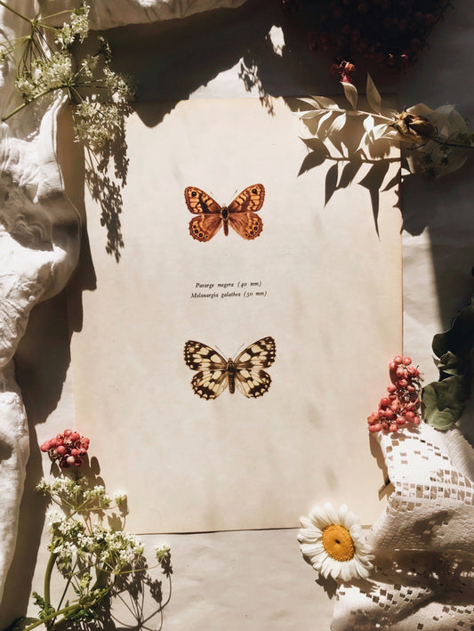 Antique Large Illustration The Copper & Brown Hairstreat Butterflies  Bookplate