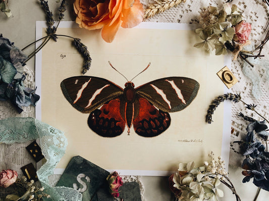 Vintage Style Butterfly Print