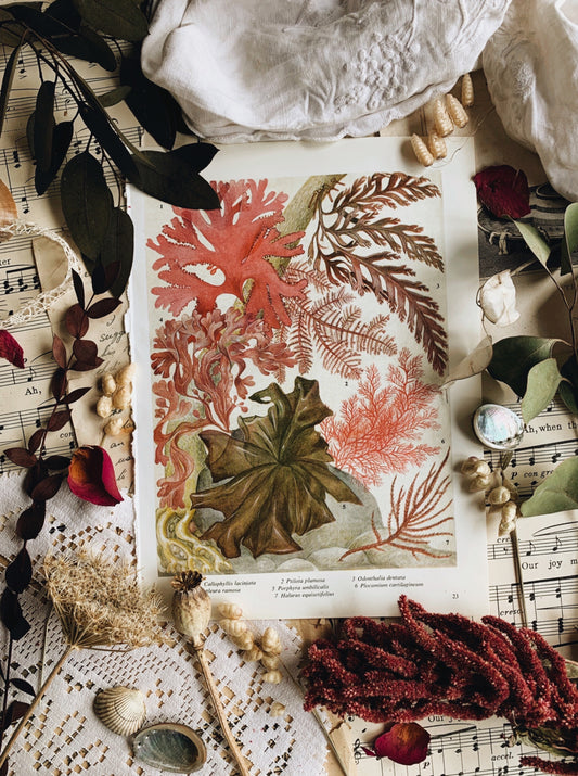 Vintage 1969’s Seaweed Bookplate