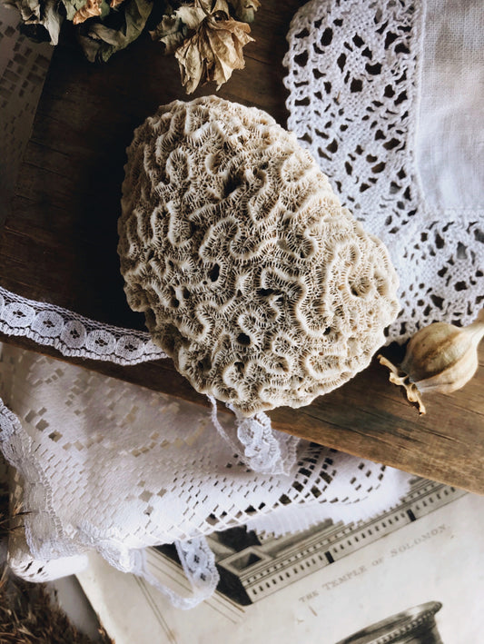 Vintage Large Flat Brain Coral - Stone & Sage 