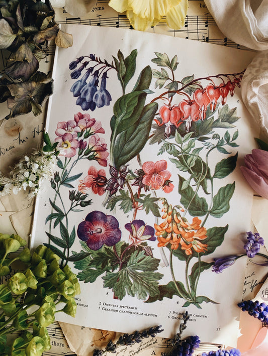 Vintage 1960’s Floral Bookplate ~ dicentra spectabilis