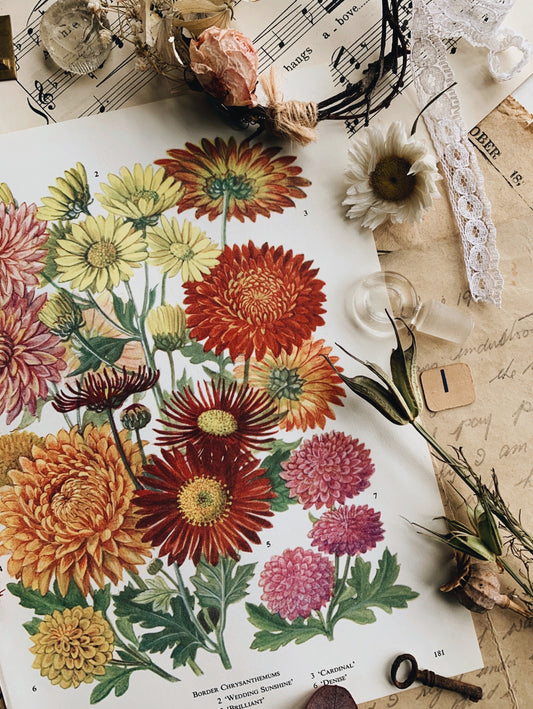 Vintage 1960’s Chrysanthemum Bookplate