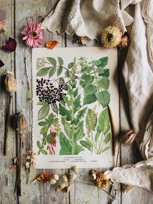 Vintage 1960’s Elder / Sorrel Bookplate