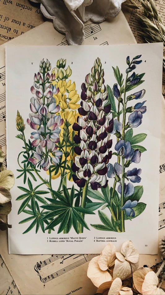 Vintage 1960’s Floral Bookplate ~ Mauve Queen