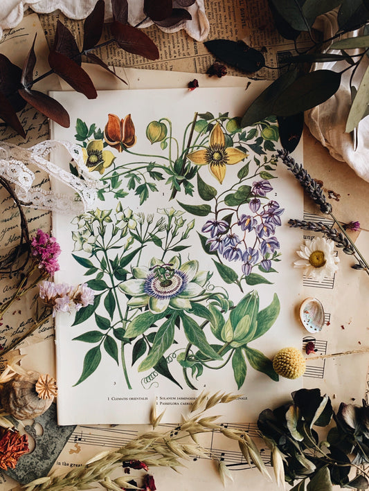 Vintage 1960’s Floral Bookplate ~ passiflora caerulea