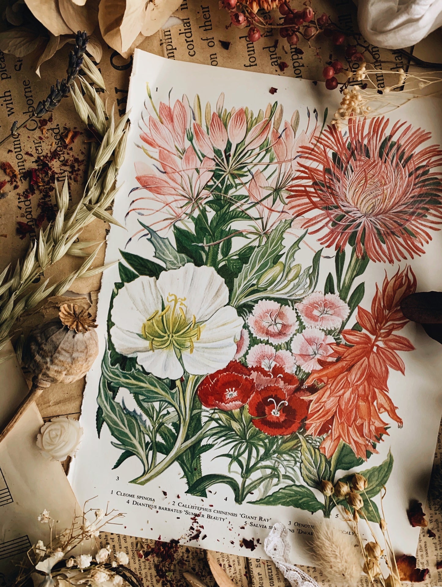 Vintage 1960’s Floral Garden Bookplate ~ summer beauty