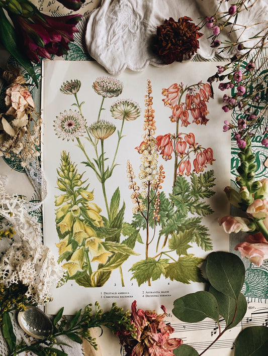Vintage 1960’s Floral Bookplate ~ Dicentra Formosa