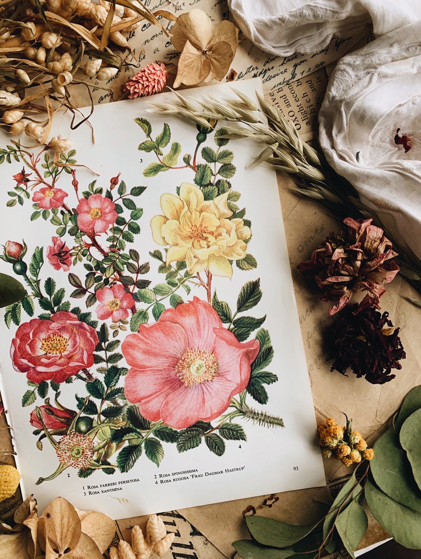 Vintage 1960’s Floral Bookplate ~ Rosa