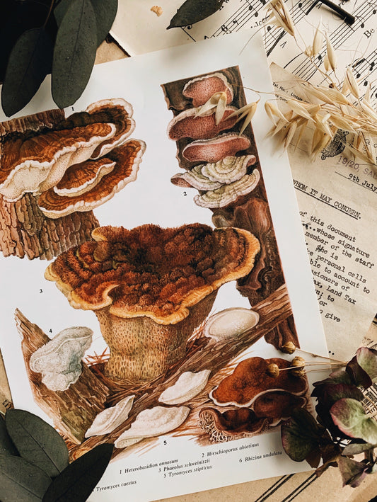 1960’S Fungi Bookplate 1