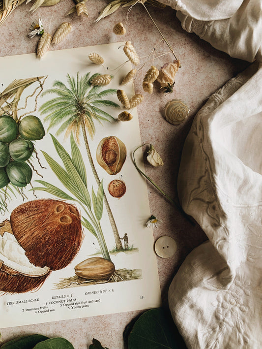 Vintage 1960’s Coconut Bookplate