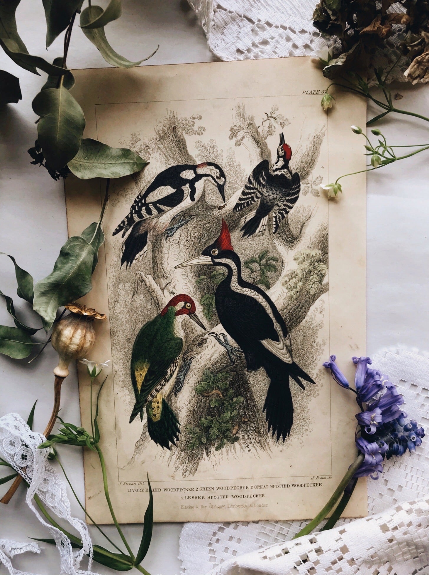 Vintage 18th Century Woodpecker Bookplate - Stone & Sage 