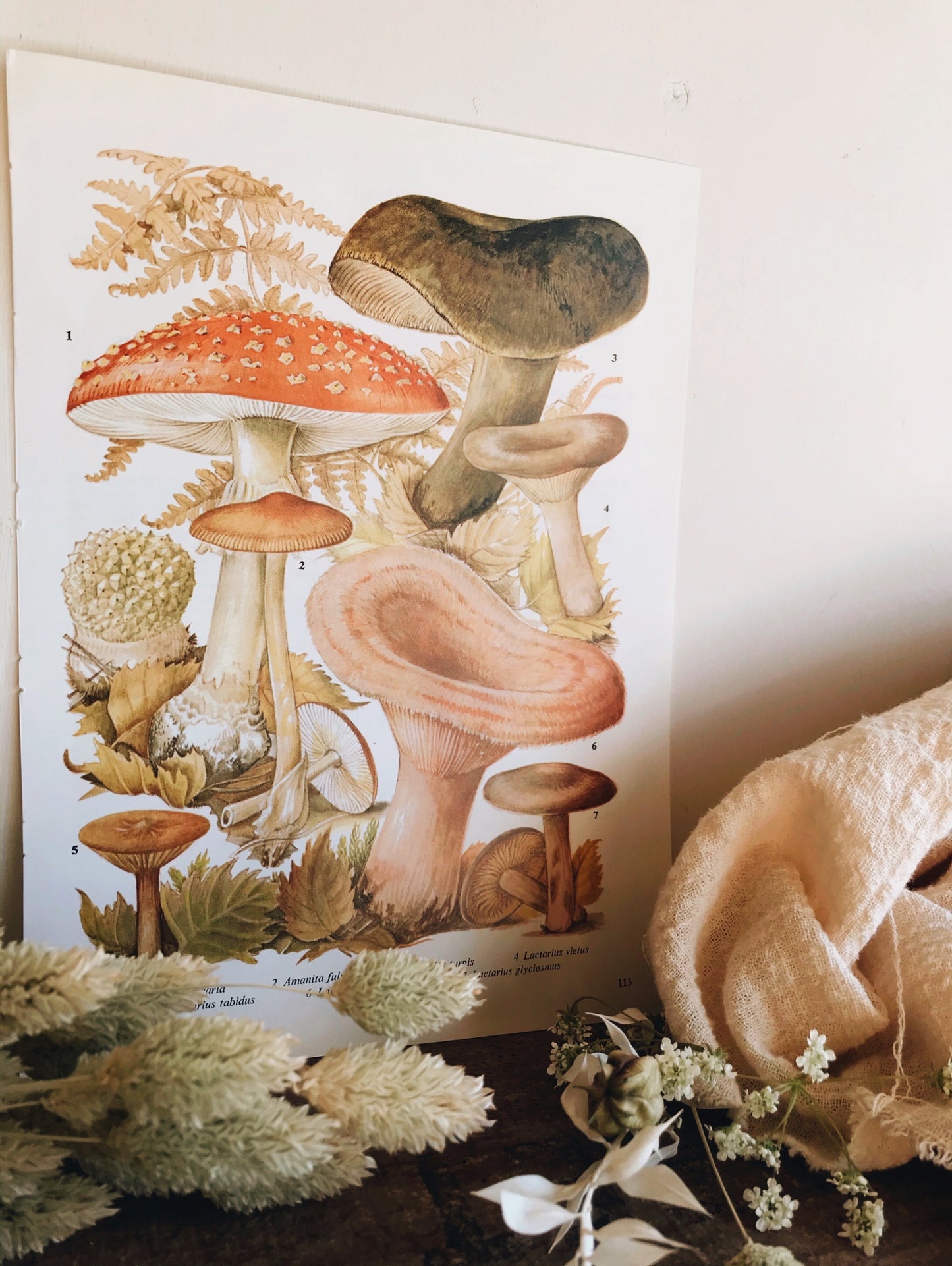 Vintage 1960’s Fungi Bookplate No 2