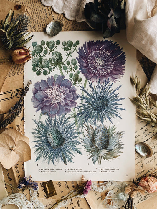 Vintage 1960’s Floral Bookplate ~ eryngium