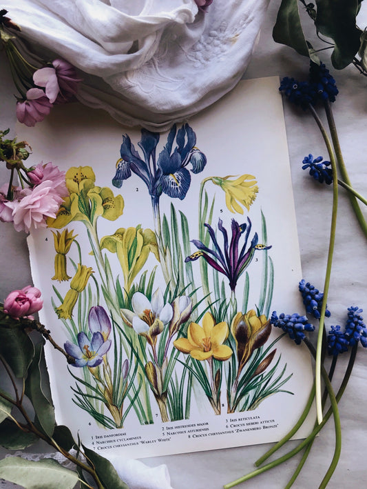 Vintage 1960s Iris Bookplate - Stone & Sage 